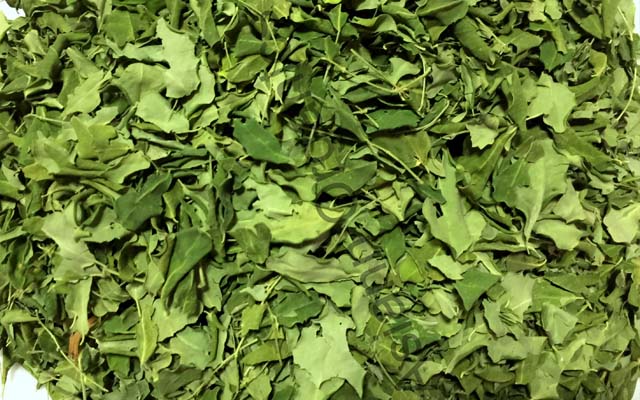 Moringa leaves