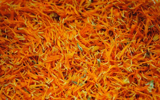 Calendula